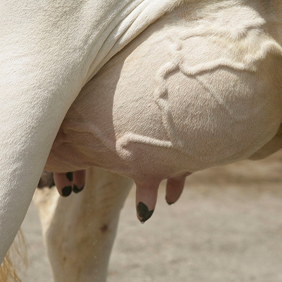 MolaPlus Super Milk Booster